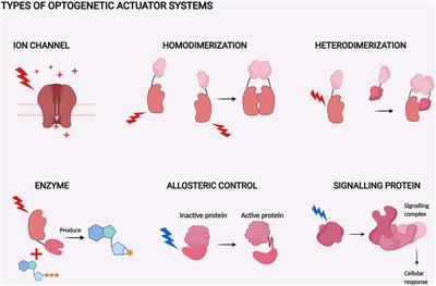 Red Light Optogenetics in Neuroscience